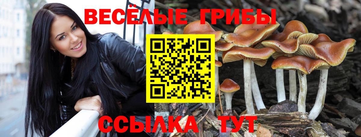 где купить наркоту  Псилоцибиновые грибы MAGIC MUSHROOMS  Вход с VPN  Черногорск 